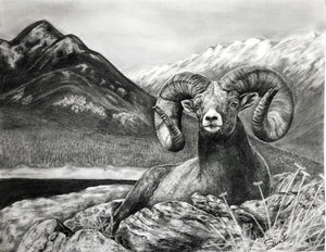 "Bighorn" Limited Edition Print