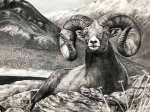 "Bighorn" Limited Edition Print